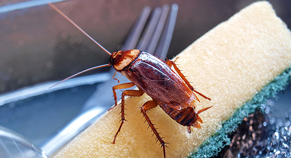 cockroach in a sink