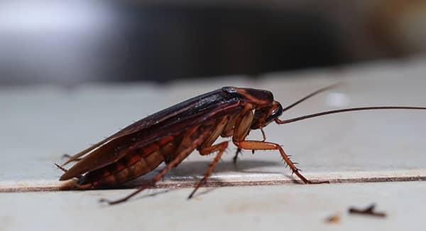 cockroach on counter in maine home