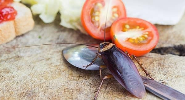 cockroach on a table with food