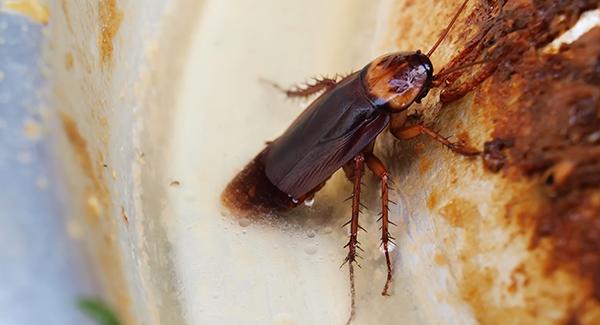 cockroach inside home