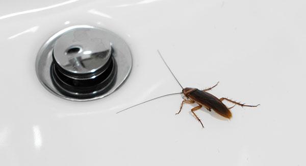 cockroach inside a sink