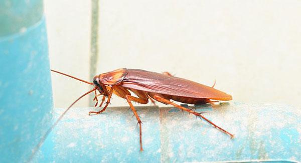 cockroach on a pipe