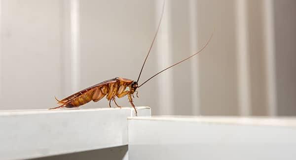 cockroach in worcester kitchen