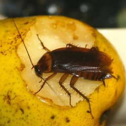 cockroach on a pear in a CT home