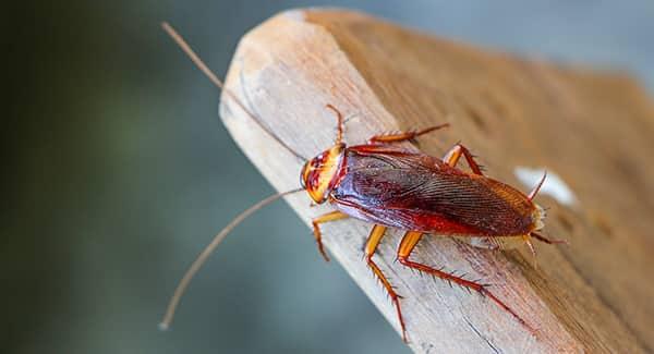 a growing cockroach crawling along the edge of a wooden table in a portland maine kitchen