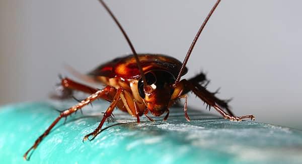 cockroach in new england home