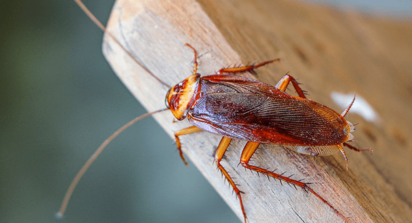 cockroach found in massachusetts home