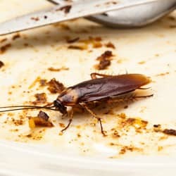 cockroach on dirty plate