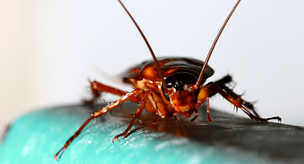 cockroach in rhode island home