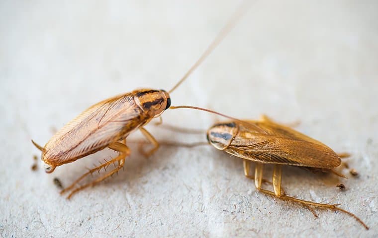 two cockroaches on floor