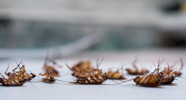 cockroaches dead in a home