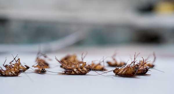 cockroaches in bathroom