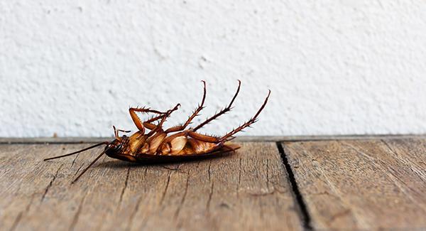 a cockroach inside a home