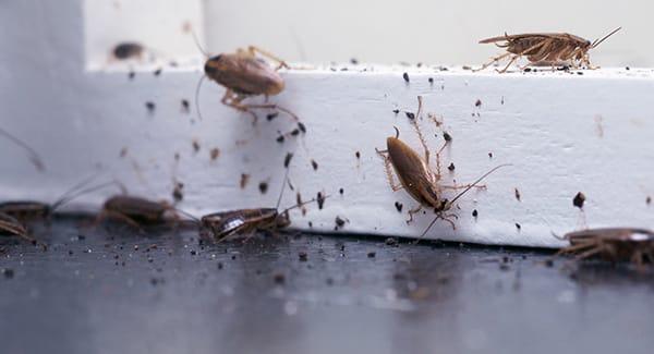 a massive cockroach infestation in a south portland resturant during holiday season