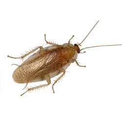 Cockroach