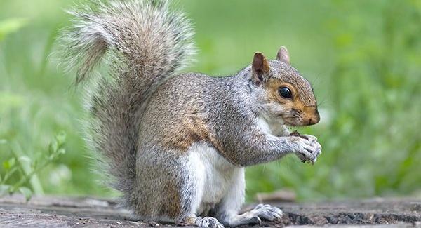 A gray squirrel standing on a fence