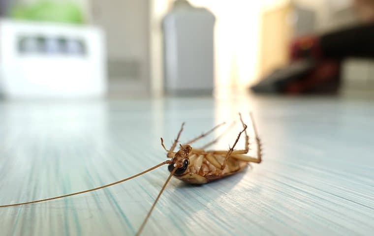 dead cockroach in home