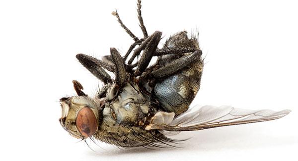 How to get rid of house flies: 4 ways