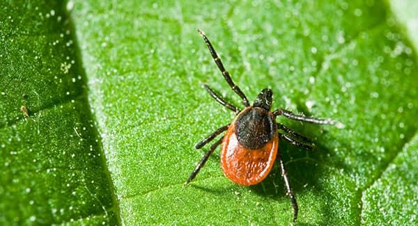 a didease carrying deer tick crawling along the leaf of a new england residence