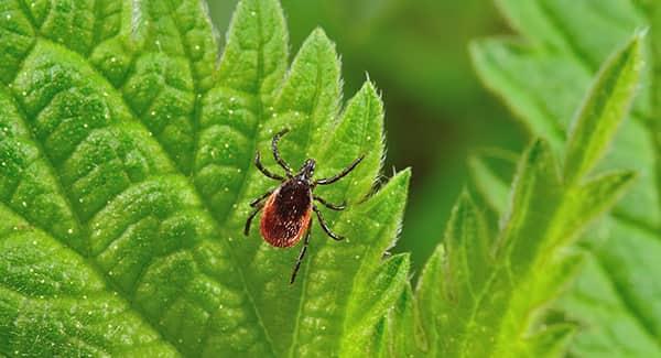 a small but very dangerous deer tick traveling along a vibrant green leaf on a new england property