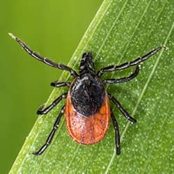 deer tick up close