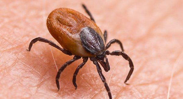 a deer tick on human skin