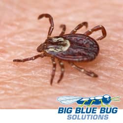 deer tick on a person in providence ri