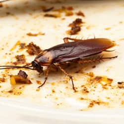 cockroach in a worcester ma kitchen