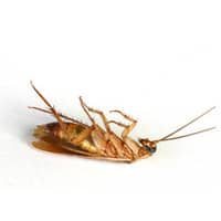 image of a cockroach