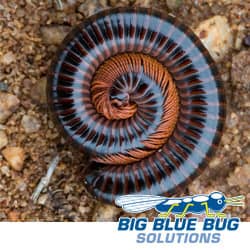 Millipedes In Worcester MA