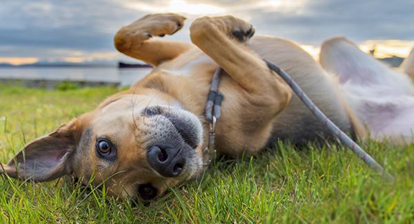 dog bringing fleas into a home