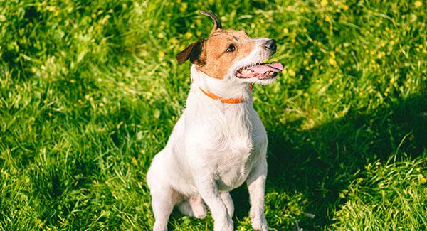 dog in tick free yard