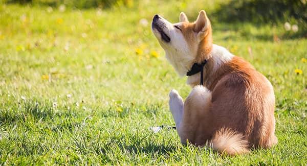 a poor puppy scratching at his fleas outside in a portland maine back yard during late summer