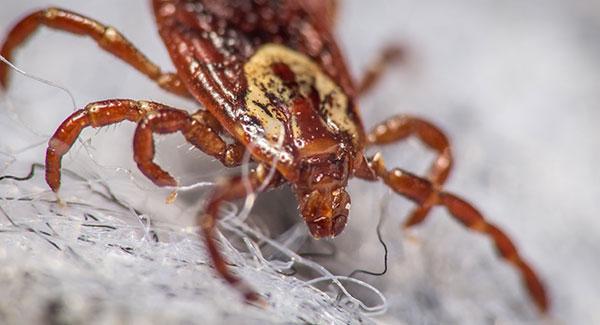 up close image of a dog tick