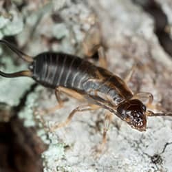 earwig climbing on rock