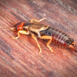 earwig crawling on the floor of a providence home