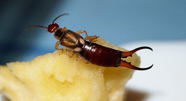 earwig on fruit