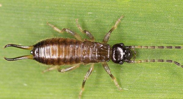 earwig crawling on grass leaf