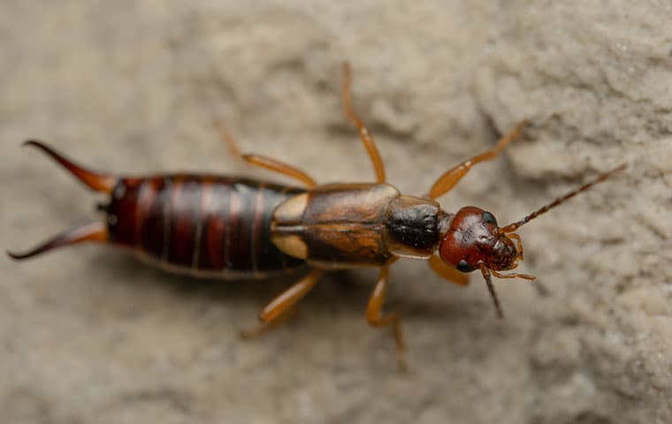 an earwig crawling on the ground