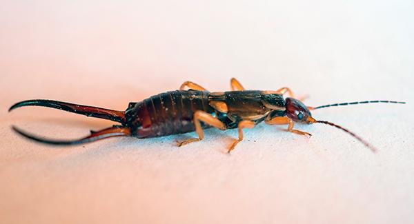 earwig in home