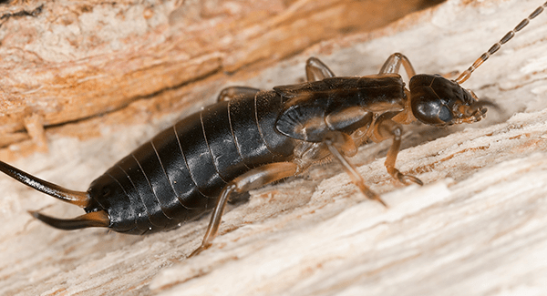 earwig crawling on ground