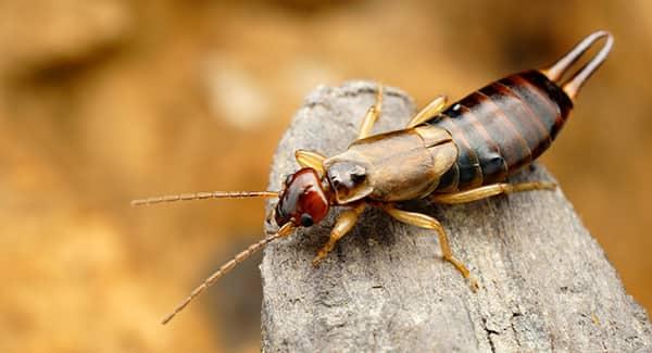 an adult earwig crawling along a new england yard