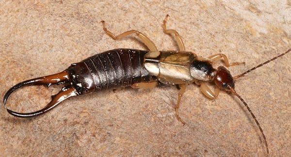 The Full Truth About Earwigs Crawling In Ears