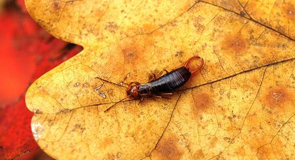 An earwig crawling along vibrant fall leaves in a providence road island back yard