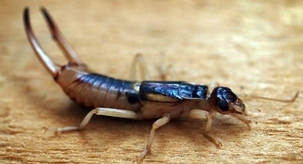 earwig in new england home