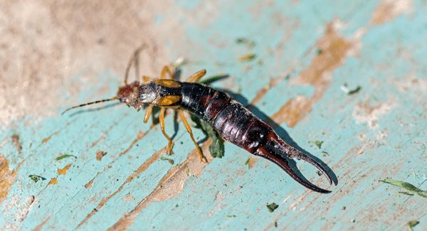 earwig in south portland home