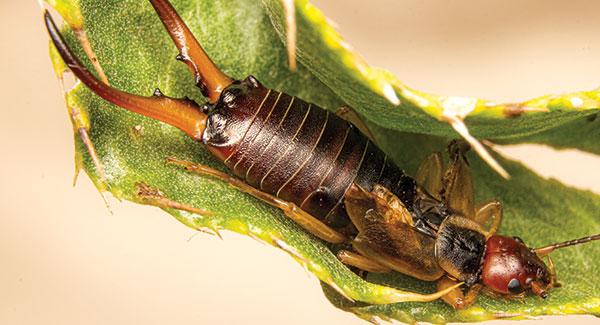 an earwig on a leaf