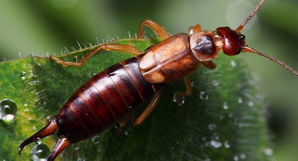 earwig on leaf