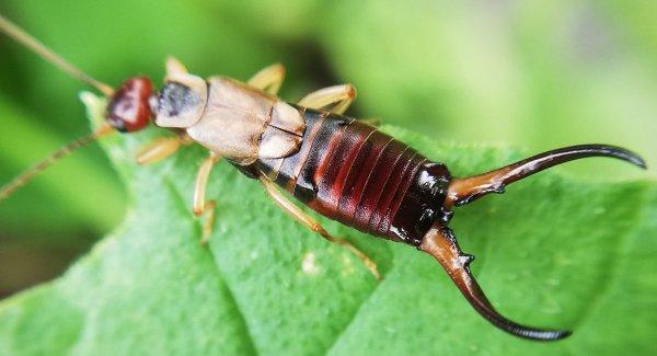 an earwig on a leaf