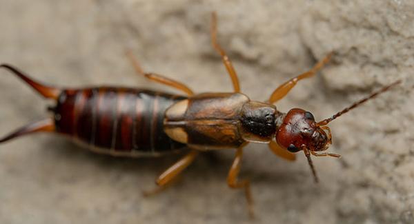 earwig on wall